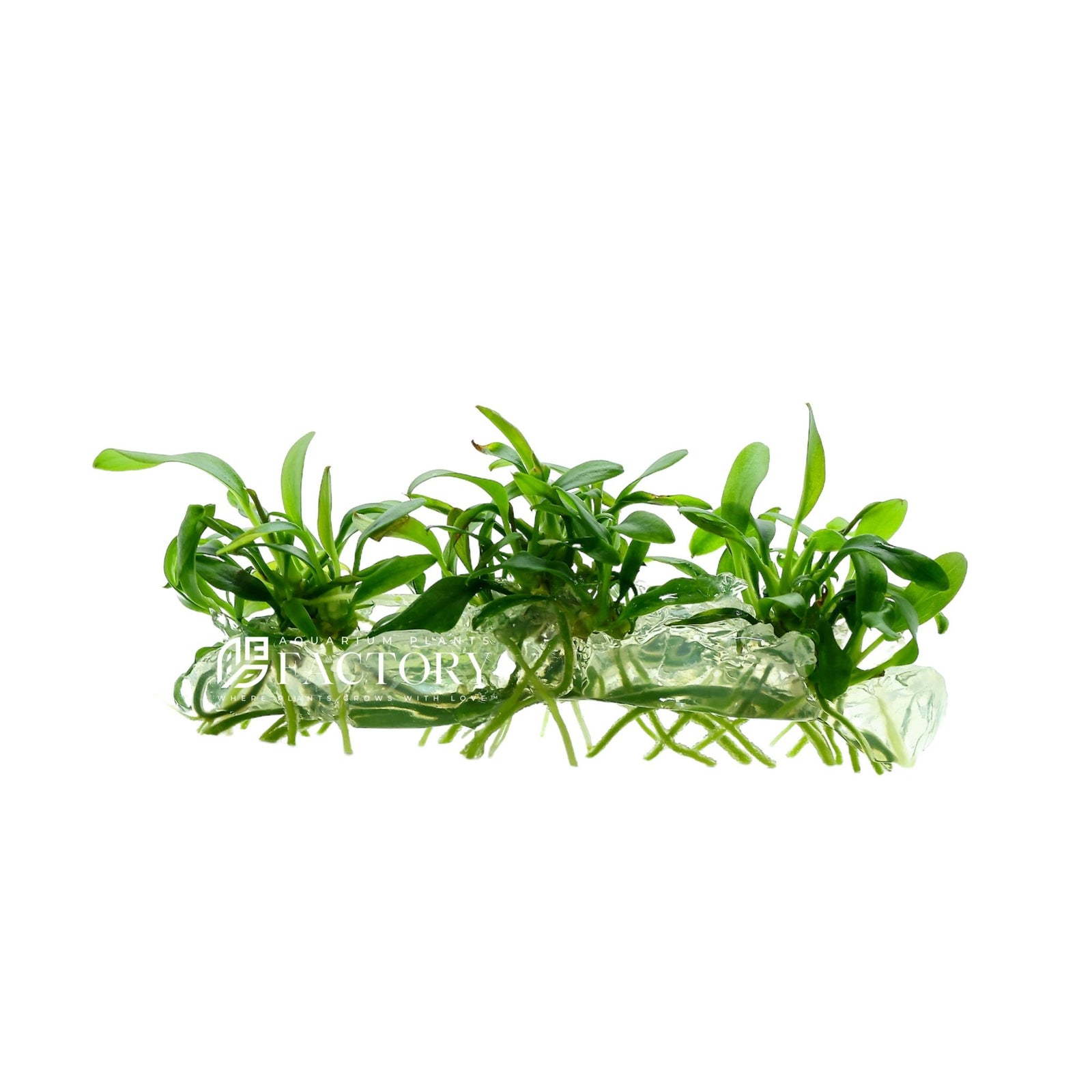 Anubias Minima Dragon Claw Tissue Culture APF Aquarium Plants Factory