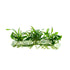 Anubias Minima Dragon Claw Tissue Culture APF Aquarium Plants Factory