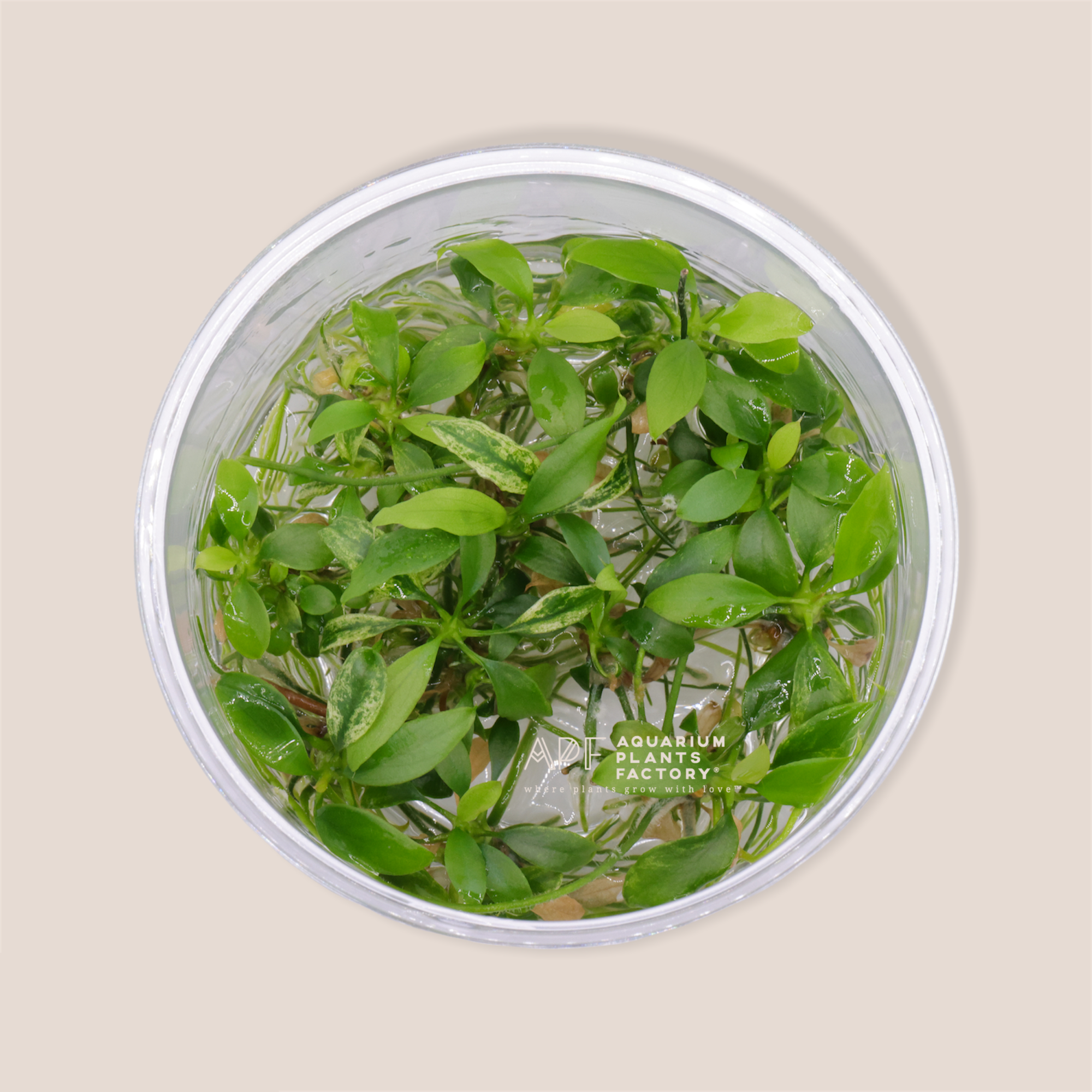 Anubias Minima Dragon Claw - Tissue Culture Cup - Aquarium Plants Factory