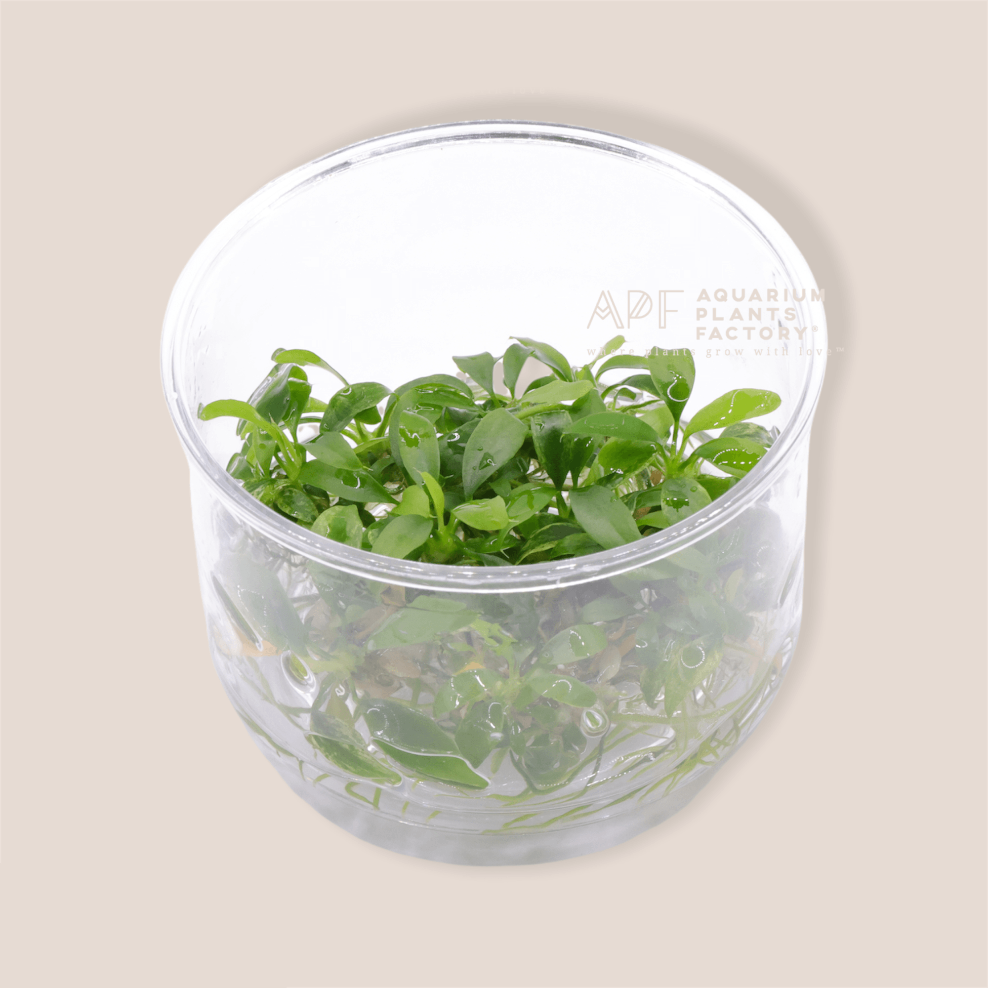 Anubias Minima Dragon Claw - Tissue Culture Cup - Aquarium Plants Factory