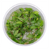 Anubias Minima Dragon Claw - Tissue Culture Cup - Aquarium Plants Factory