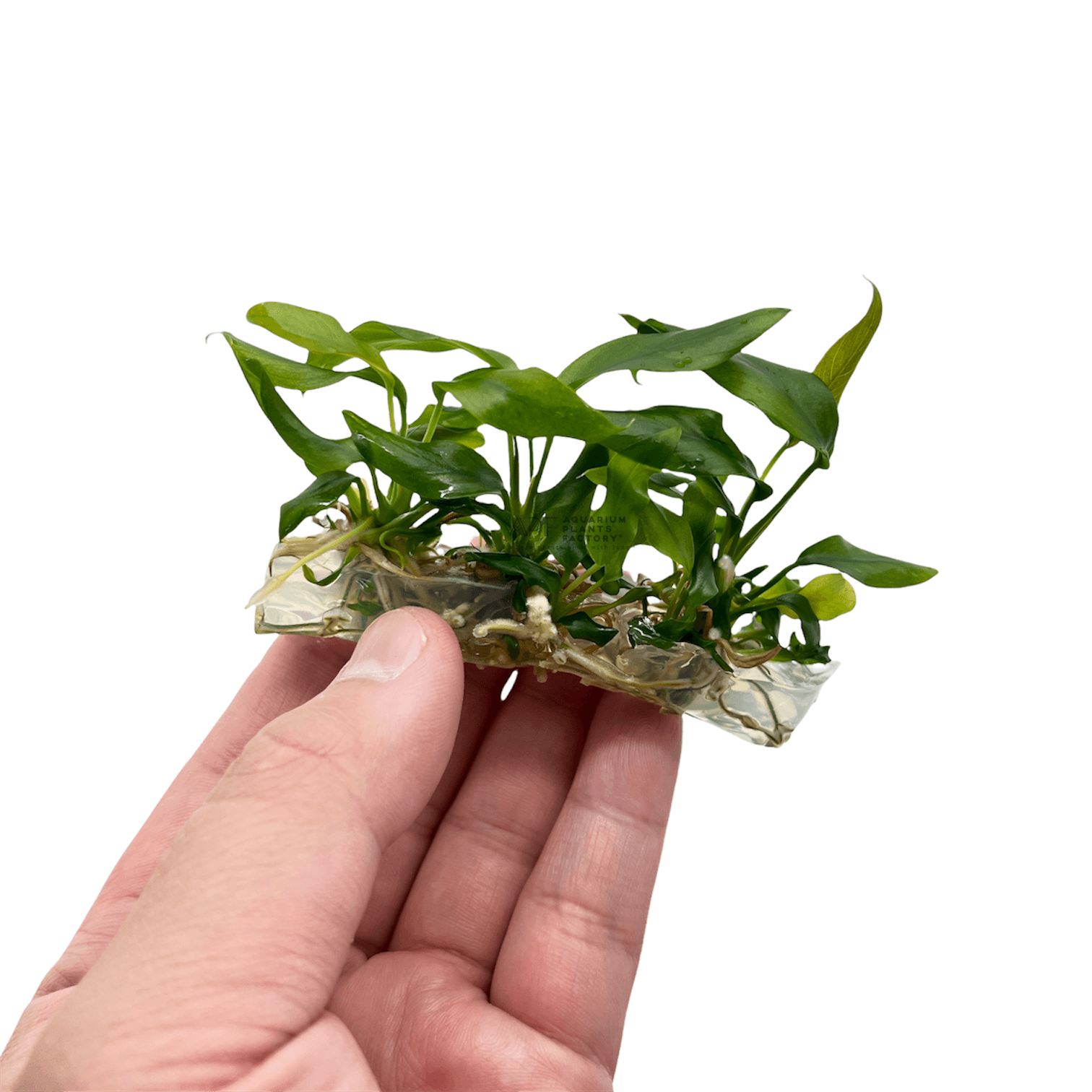 Anubias Minima Tissue Culture APF Aquarium Plants Factory®