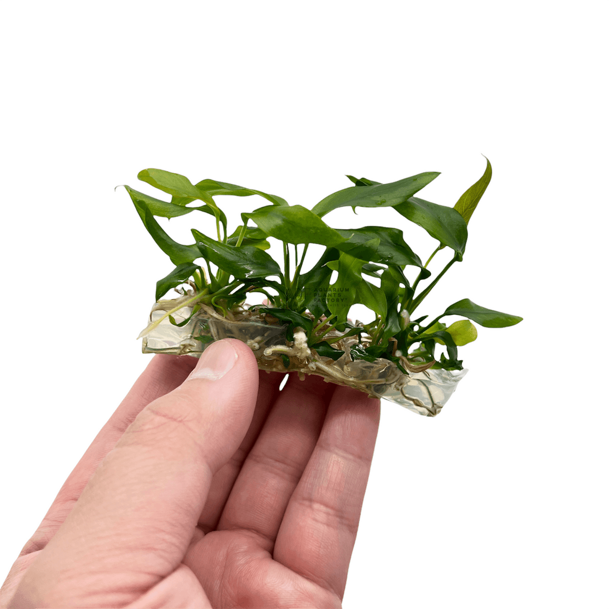 Anubias Minima Tissue Culture APF Aquarium Plants Factory®