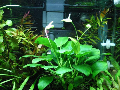 Anubias Nana - Loose Rhizome - Aquarium Plants Factory