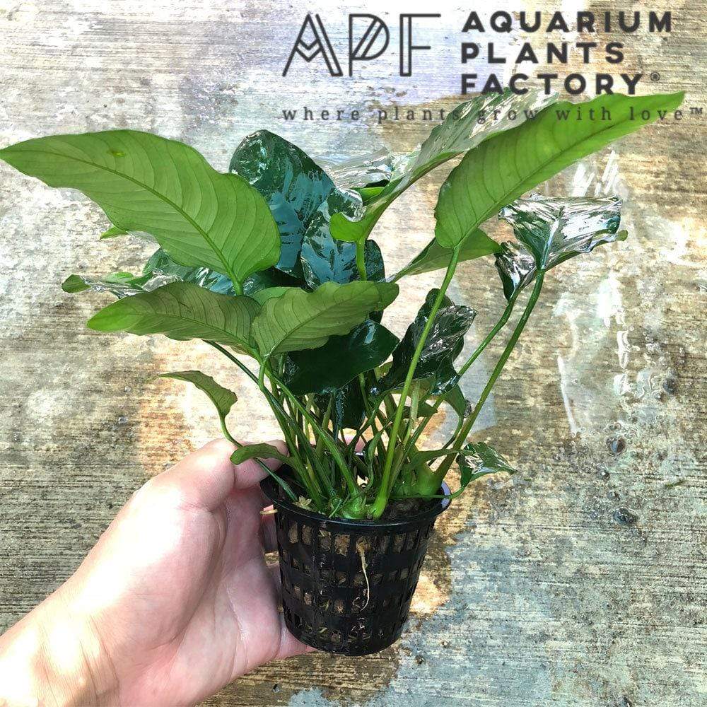 Large aquarium plants best sale