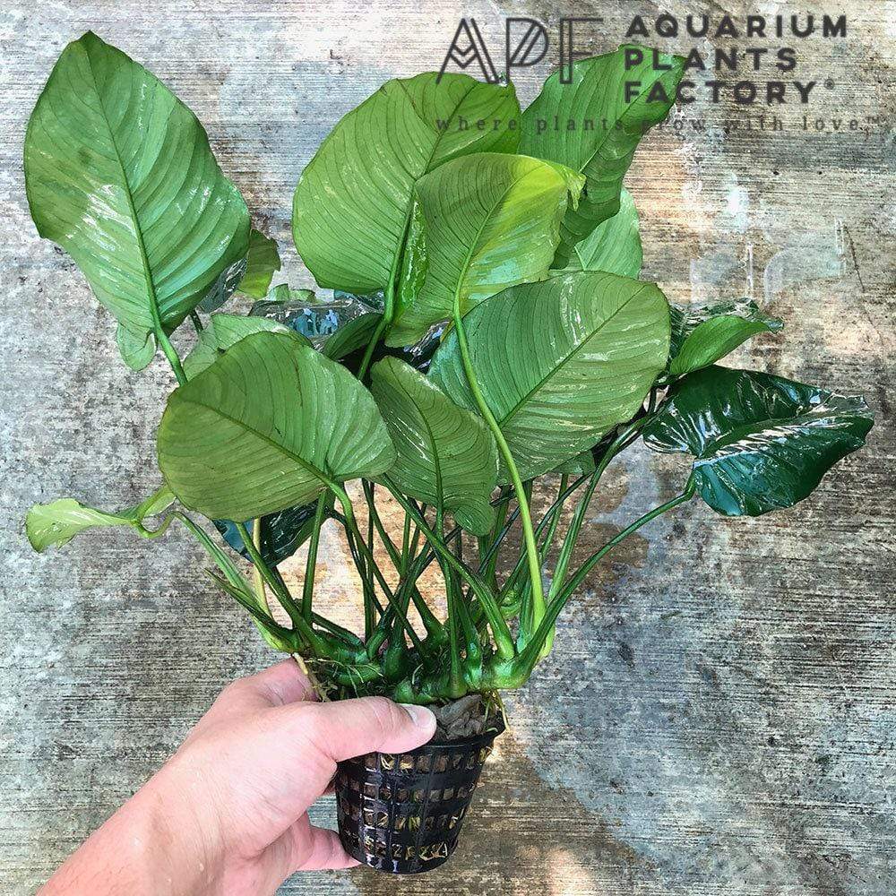 Anubias Nana Mother XXL - Aquarium Plants Factory