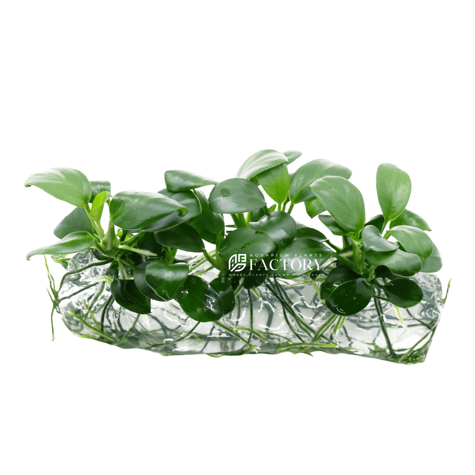 Anubias Nana Tissue Culture