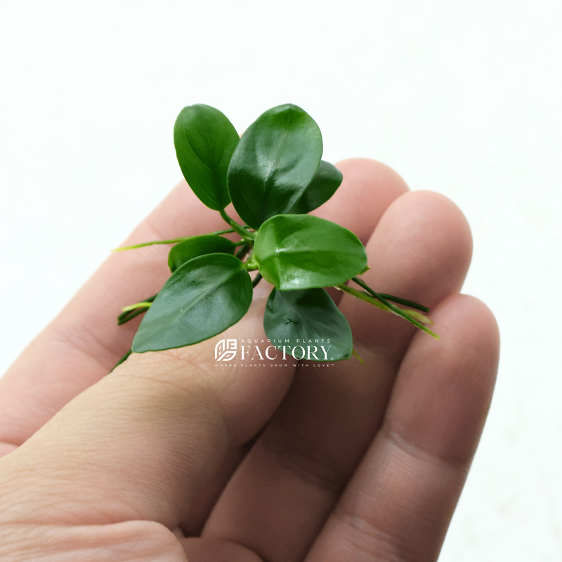 Anubias nana is a hardy plant that can thrive in a range of water conditions, from low to high light and from soft to hard water. It can be attached to driftwood, rocks, or planted directly into the substrate. It is a versatile plant that can be used to create a stunning aquascape in any aquarium.