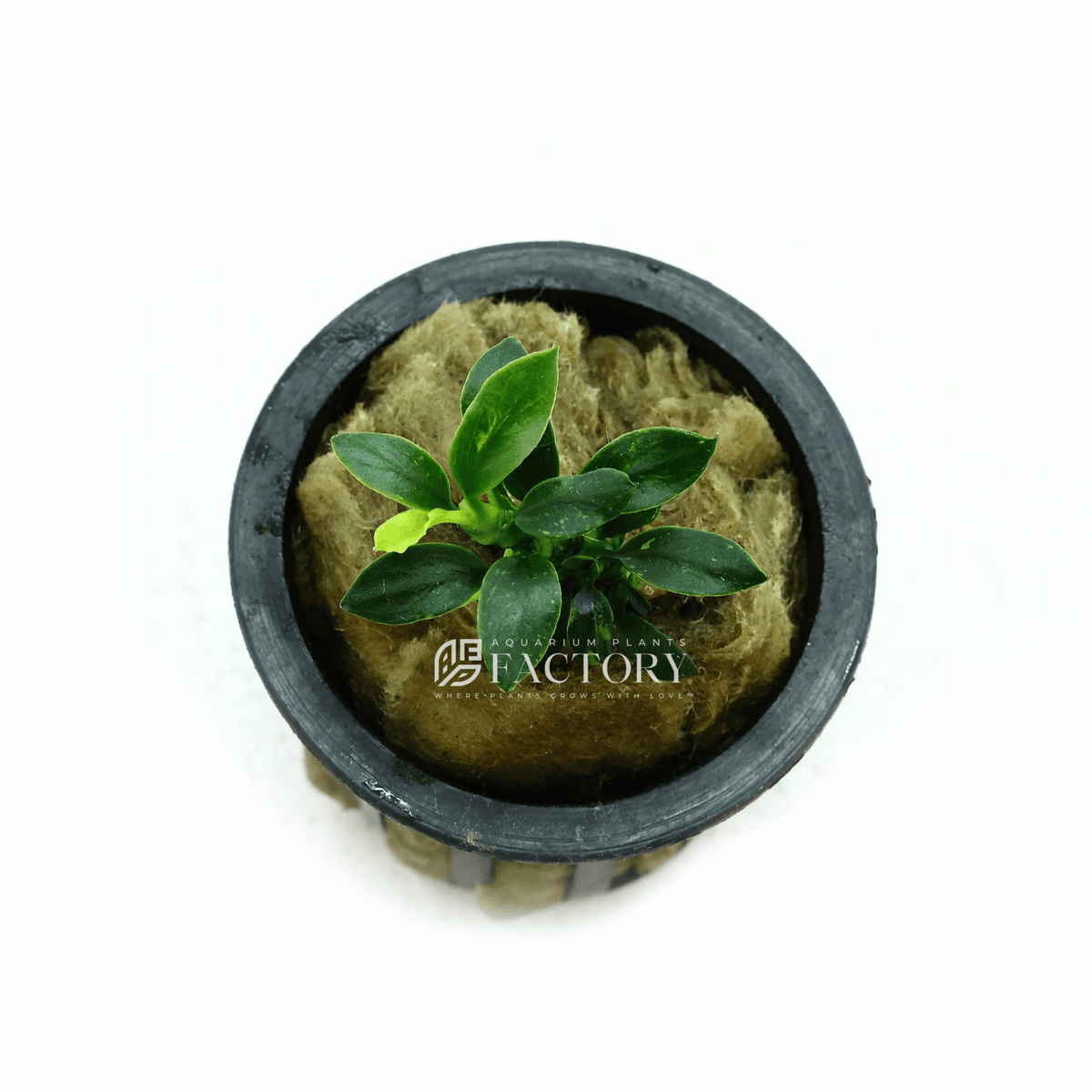 Anubias Pangolino aquarium plant, photo 2