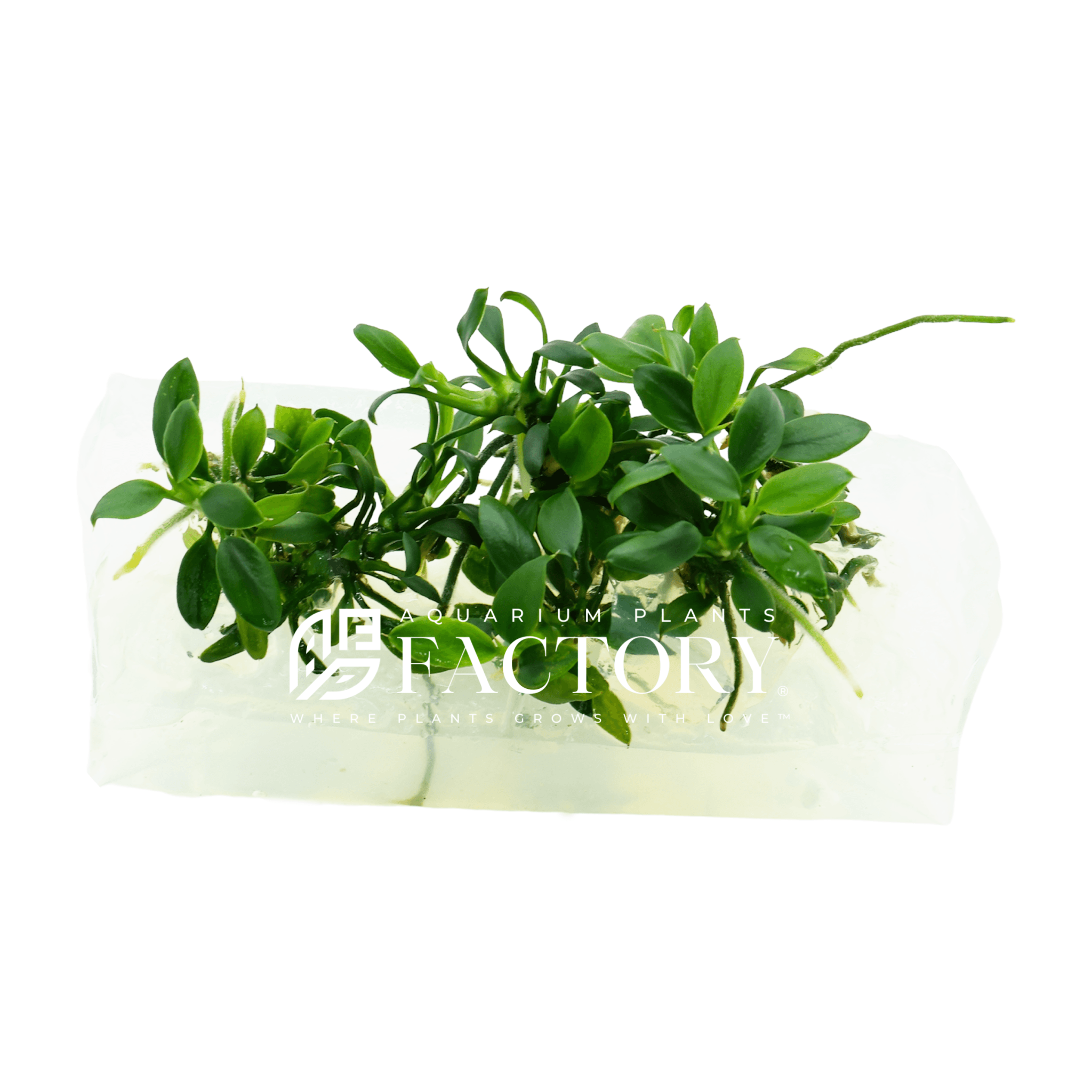 Anubias Pangolino Tissue Culture Aquarium Plants Factory Rare & Smallest Anubias Species