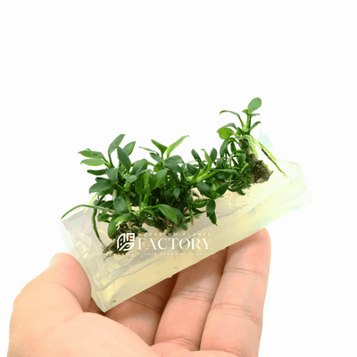 Anubias Pangolino Tissue Culture in Vitro from Aquarium Plants Factory®