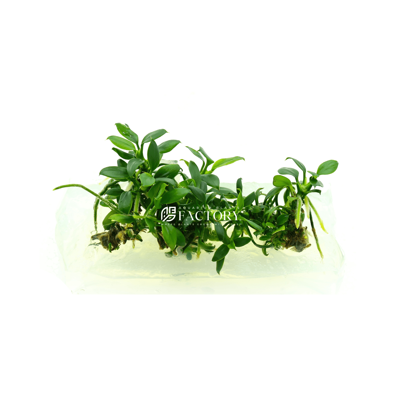 Anubias Pangolino Tissue Culture Rare In Vitro from APF Aquarium Plants Factory®