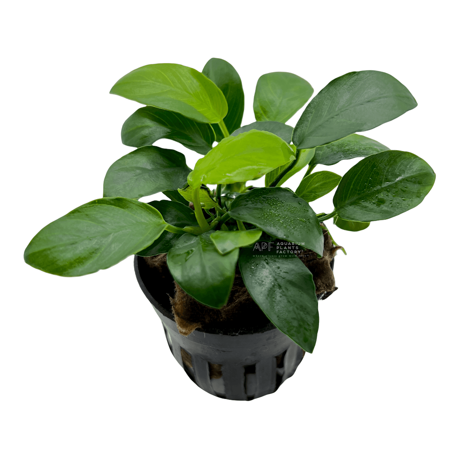 Anubias Paxing Potted | APF Aquarium Plants Factory®