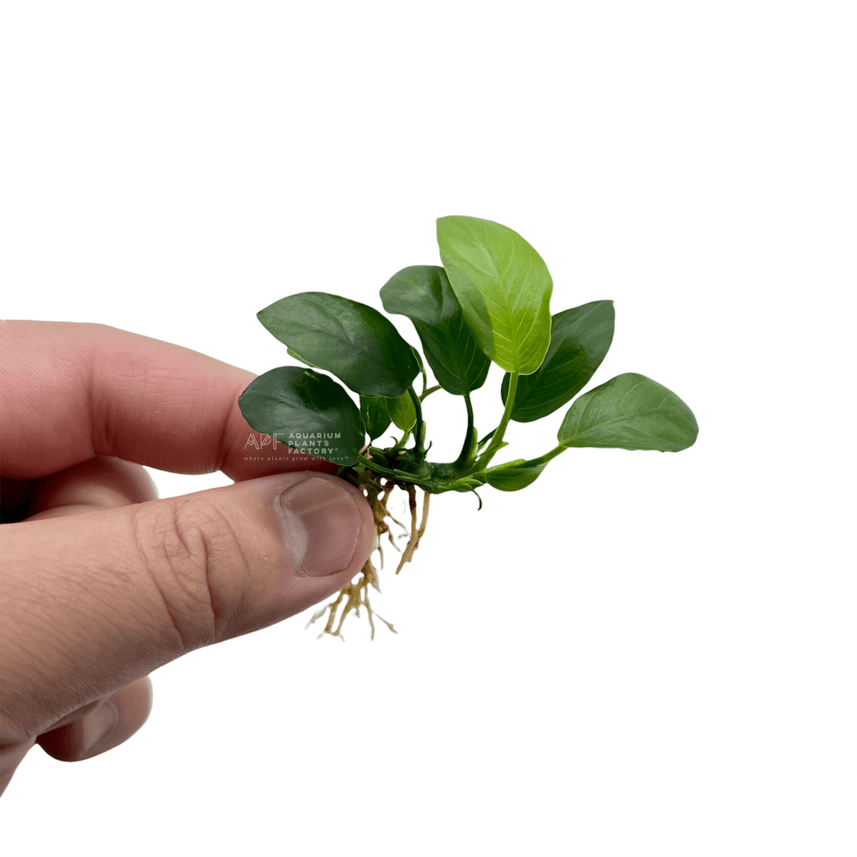 Compact Paxing Anubias ready to plant in nano aquascape