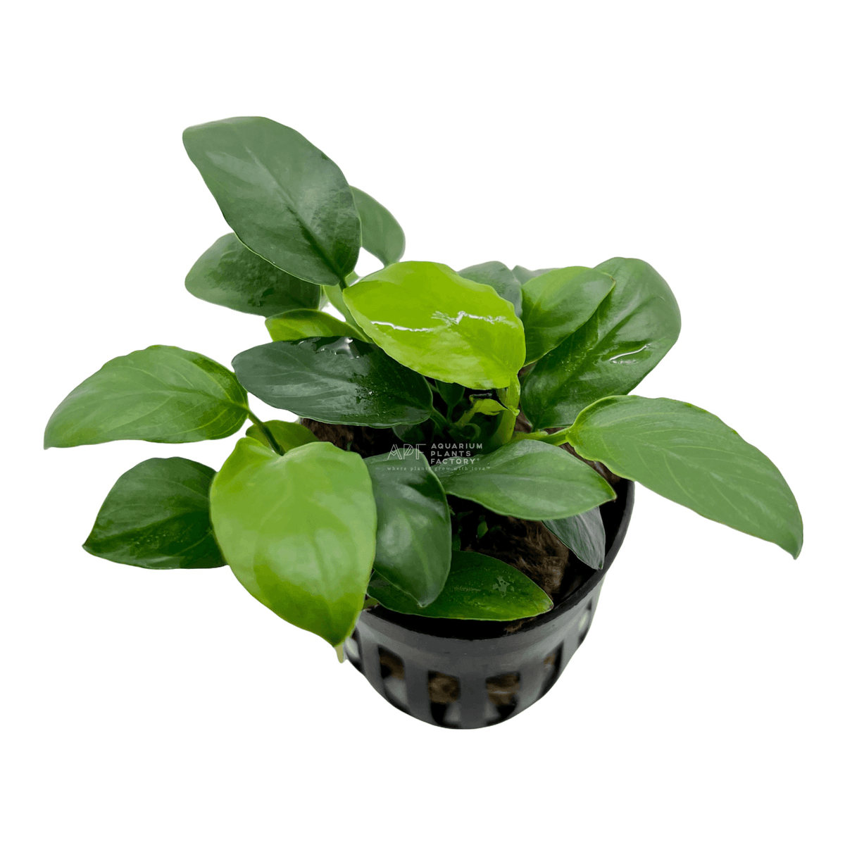 Low-maintenance Anubias Paxing growing on rock in planted tank