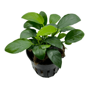 Anubias barteri var. nana 'Paxing' with dark green foliage
