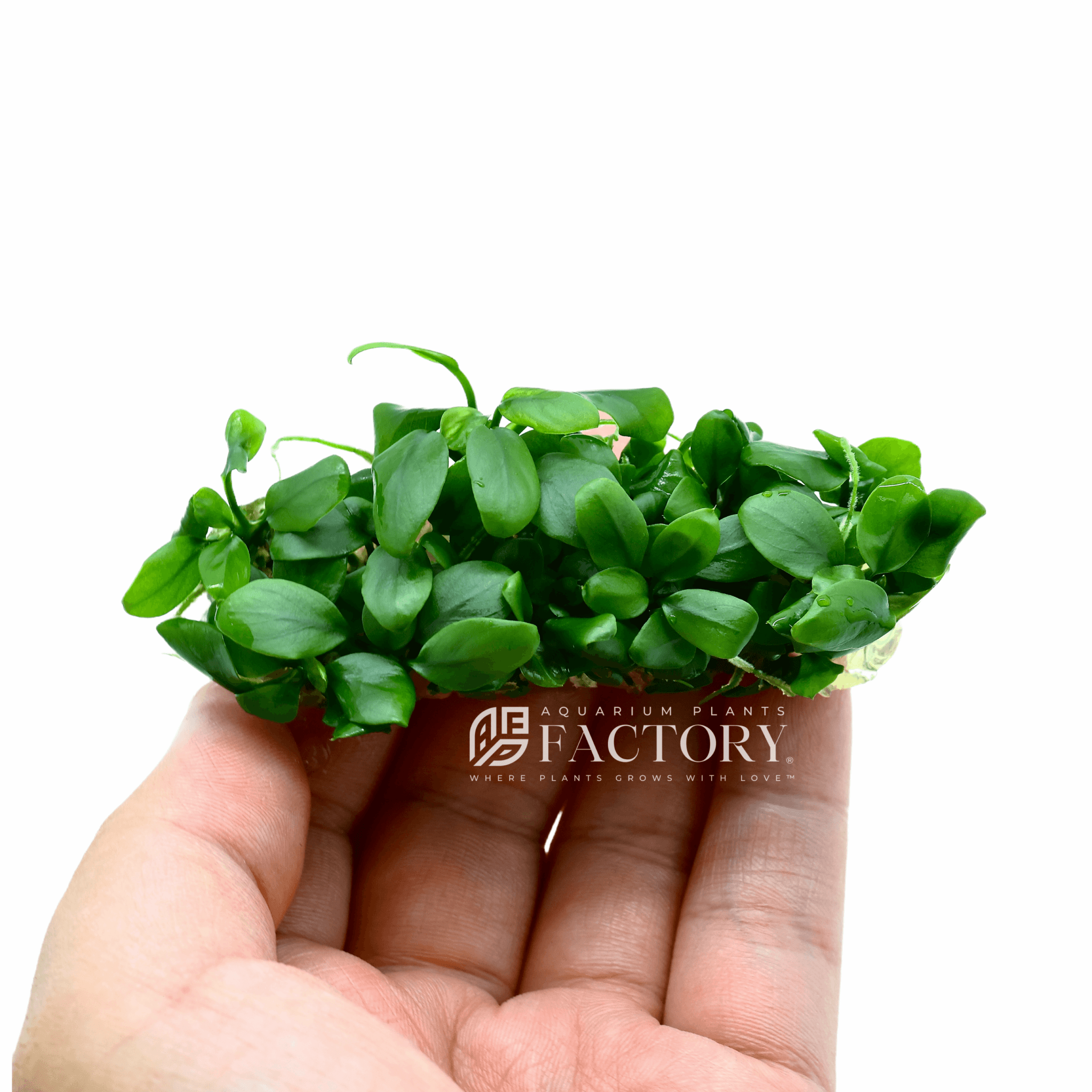 Anubias Paxing Tissue Culture | APF Aquarium Plants Factory®