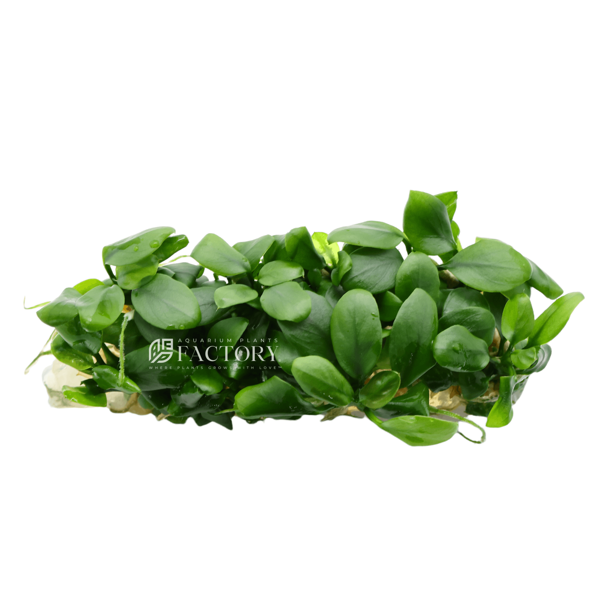 Anubias Paxing Tissue Culture | APF Aquarium Plants Factory®