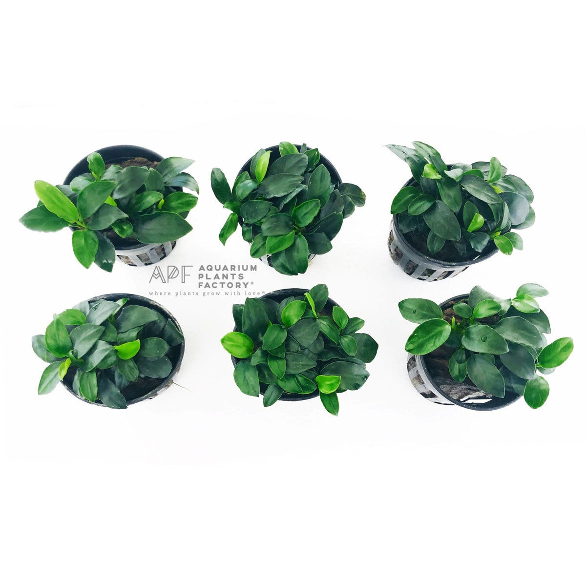 Anubias Petite (Anubias barteri var. nana 'Petite') potted in rockwool, second view
