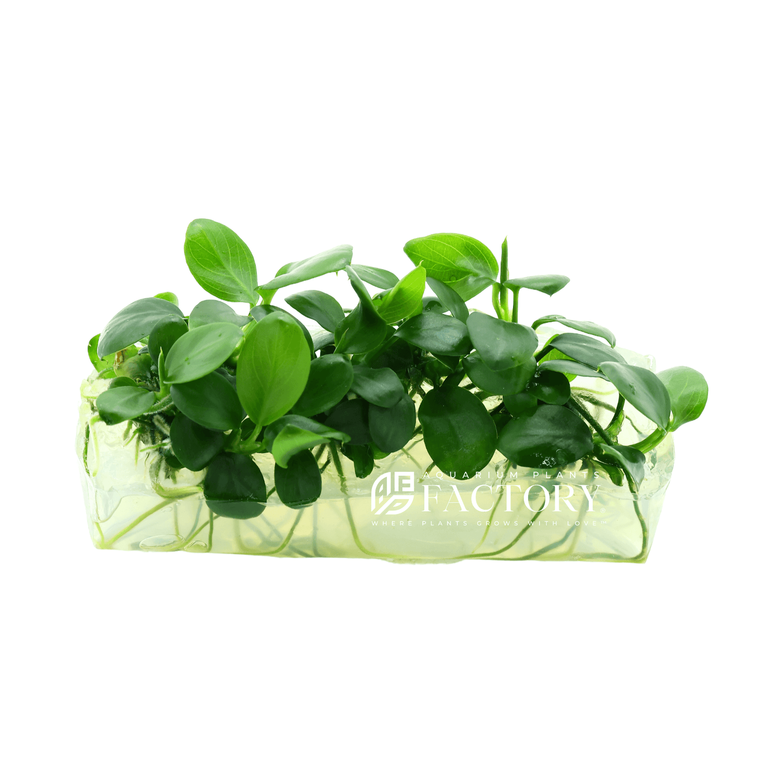 Anubias Petite Round / Anubias Petite Coin Tissue Culture Aquarium Plants Factory®