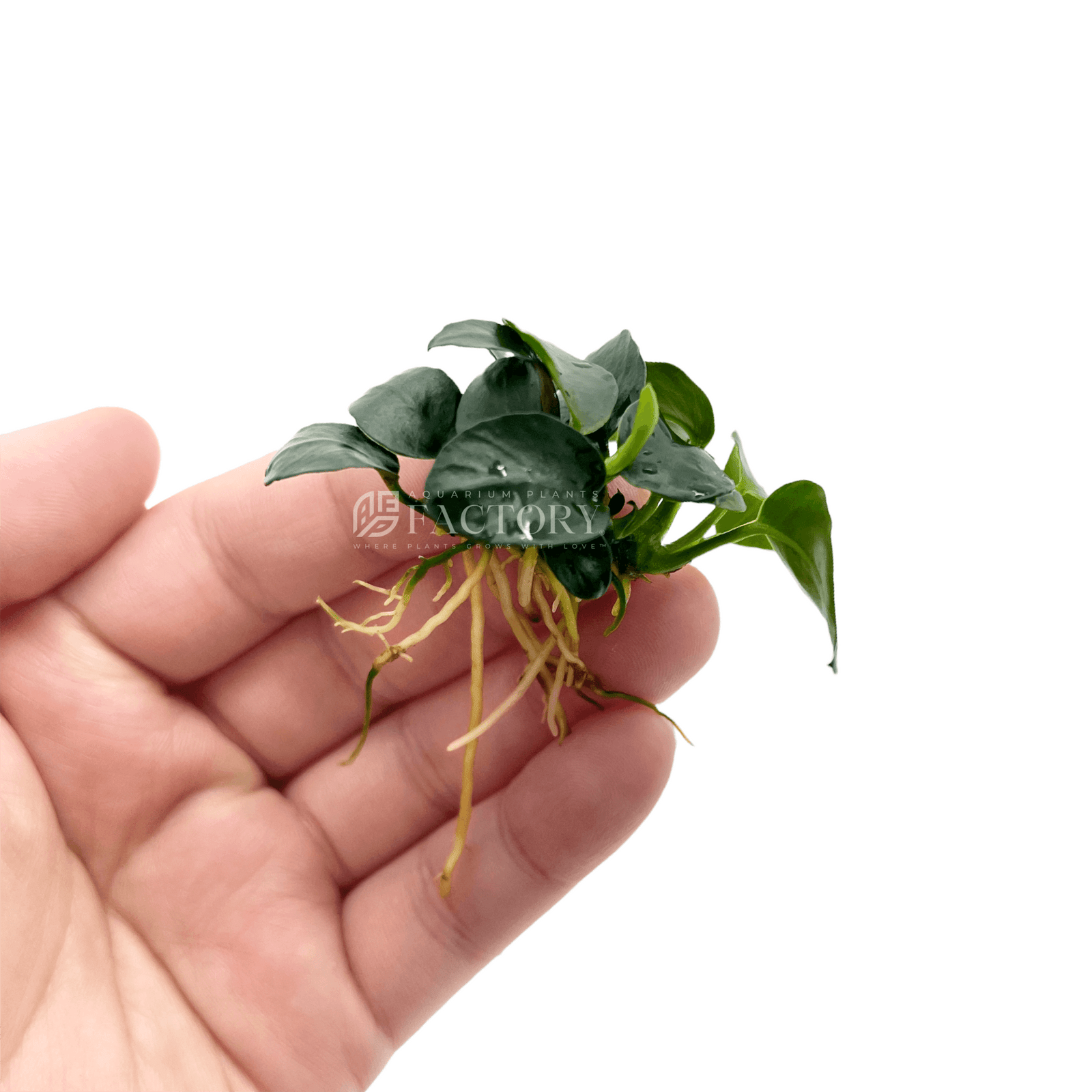 Anubias Barteri Petite Coin - Aquarium Plants Factory