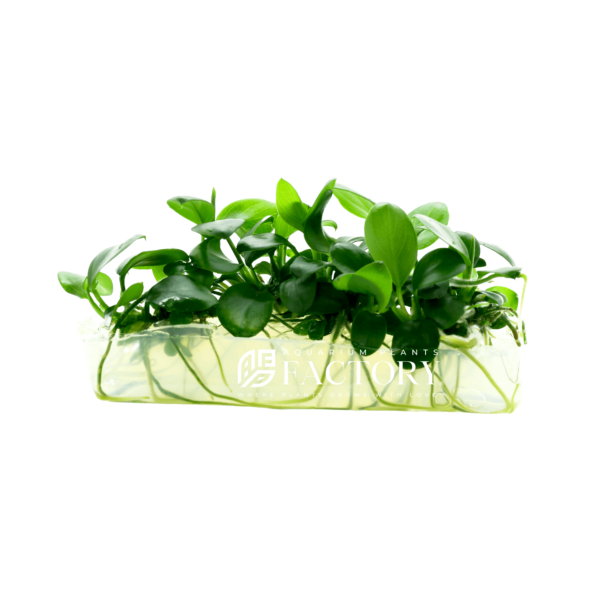 Anubias Petite Coin Tissue Culture