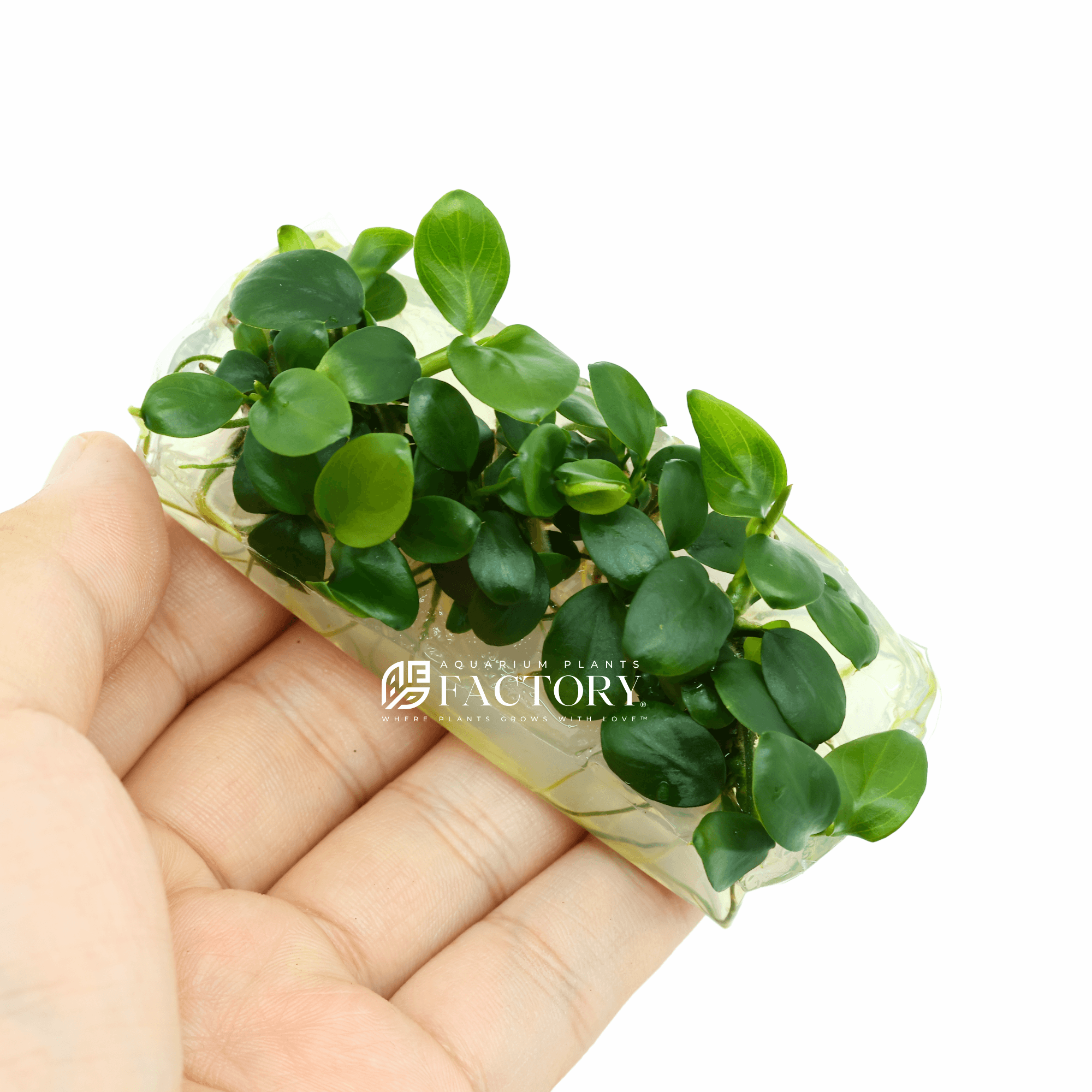 Anubias Barteri Petite Coin Tissue Culture APF Aquarium Plants Factory®