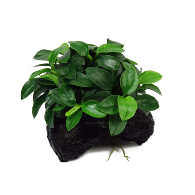 We are excited to offer the Anubias Petite on Driftwood, a stunning and unique aquatic plant arrangement perfect for enhancing any aquarium. This beautiful Anubias Petite grows naturally on driftwood with mineral wool, allowing roots to grow down into your substrate seamlessly.
