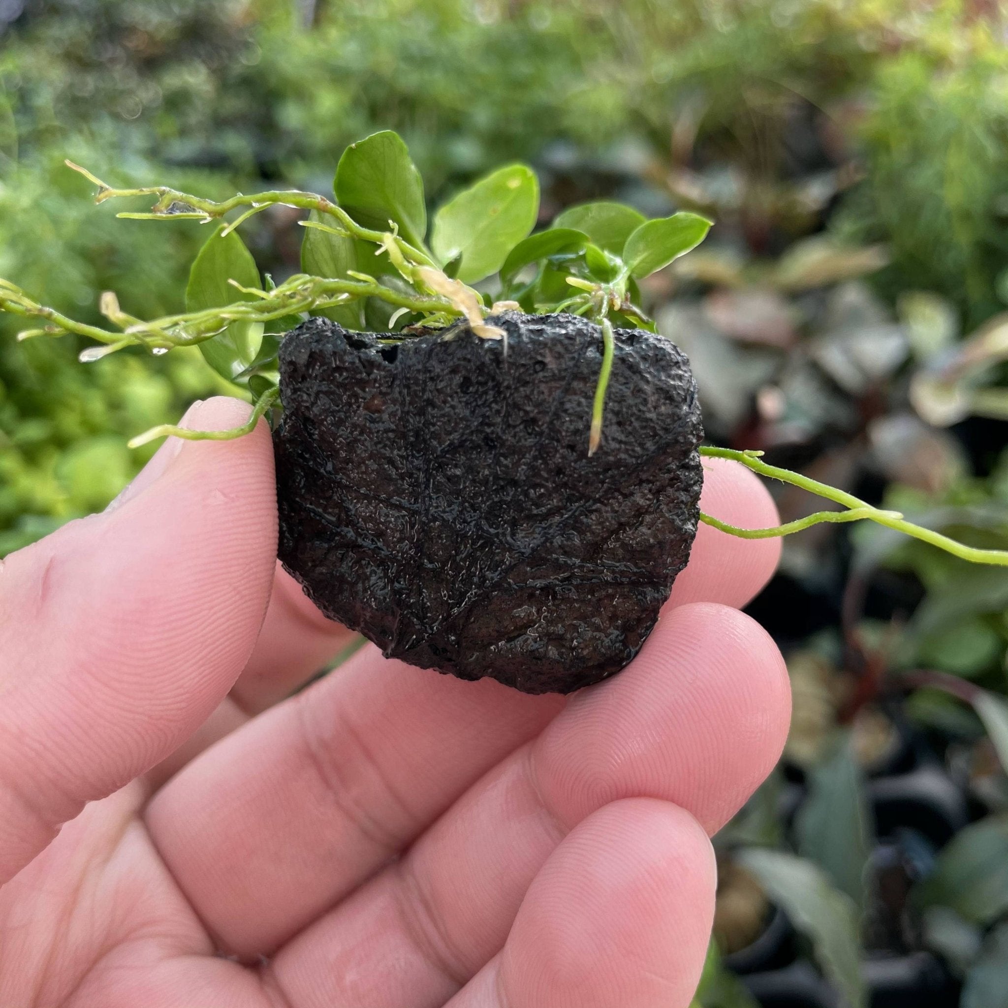 Anubias Petite on Lava Rock - Aquarium Plants Factory