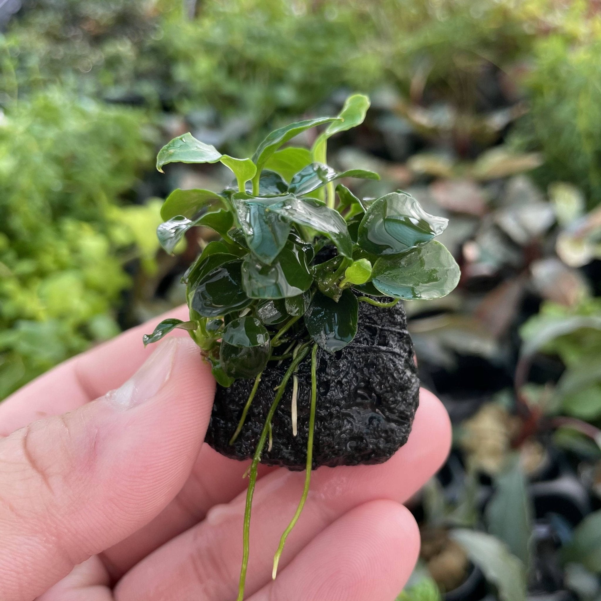 Anubias Petite on Lava Rock - Aquarium Plants Factory