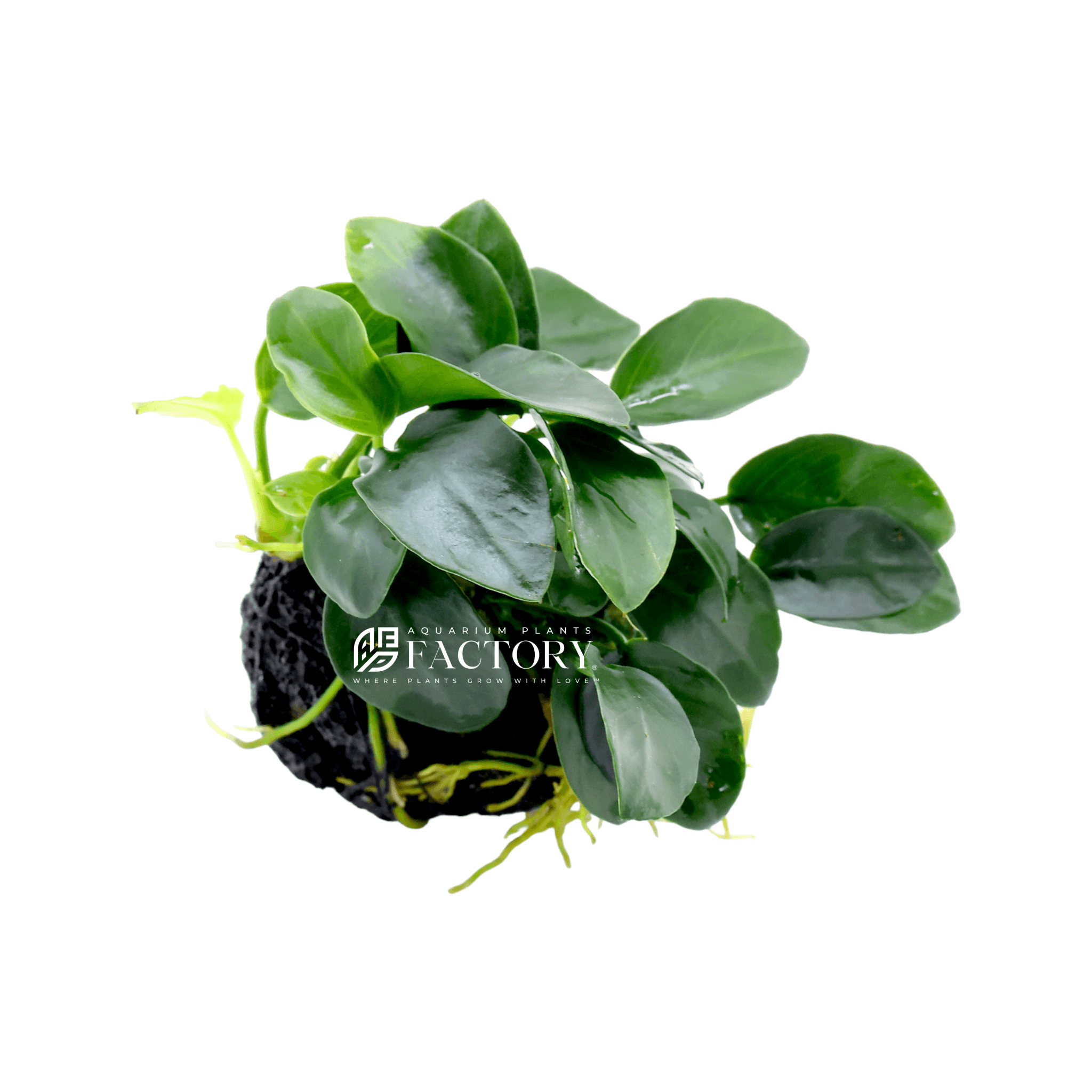 Close-up of Anubias Petite on driftwood-like rock in a freshwater aquascape
