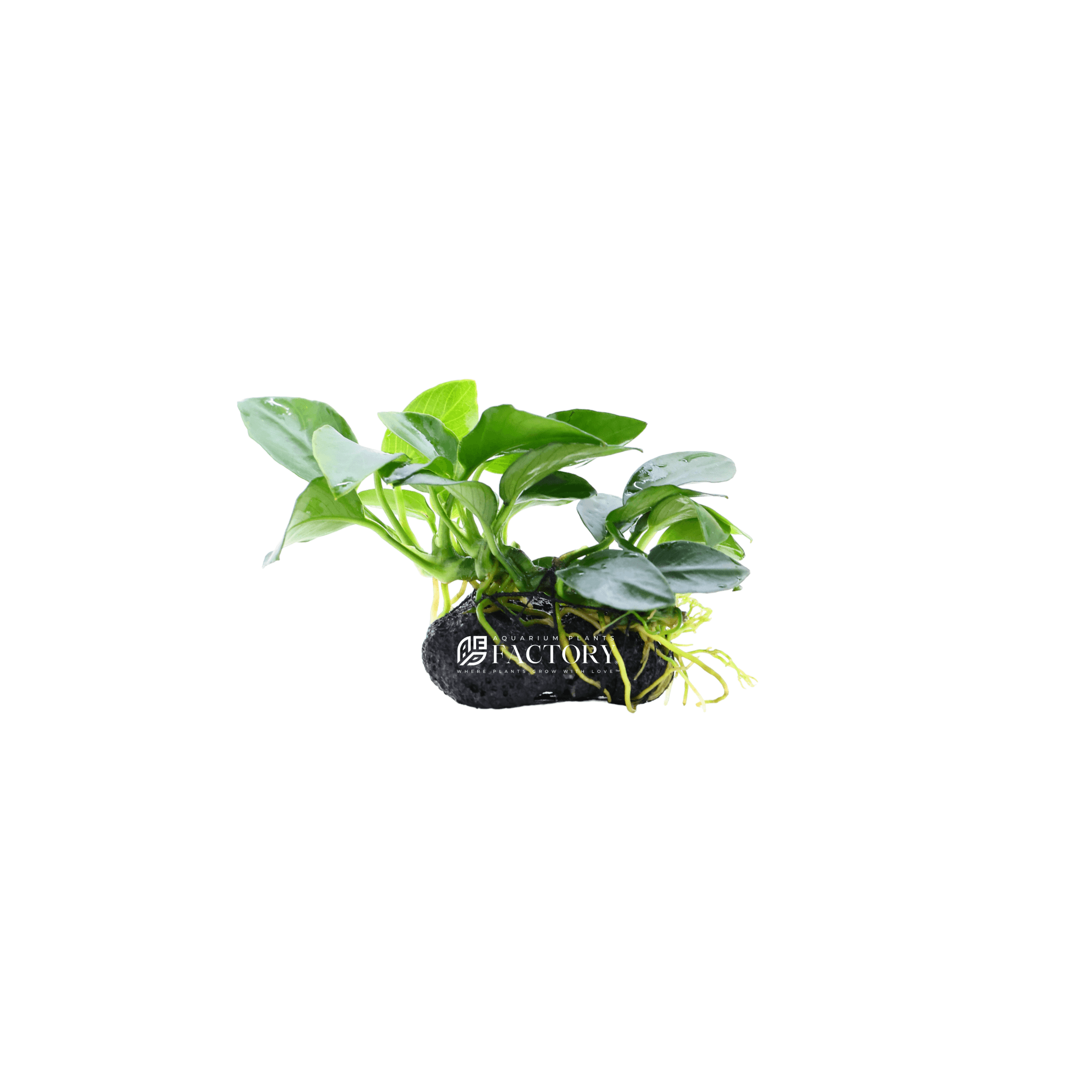 Compact Anubias Petite growing on porous stone, ideal for foreground placement in planted tanks
