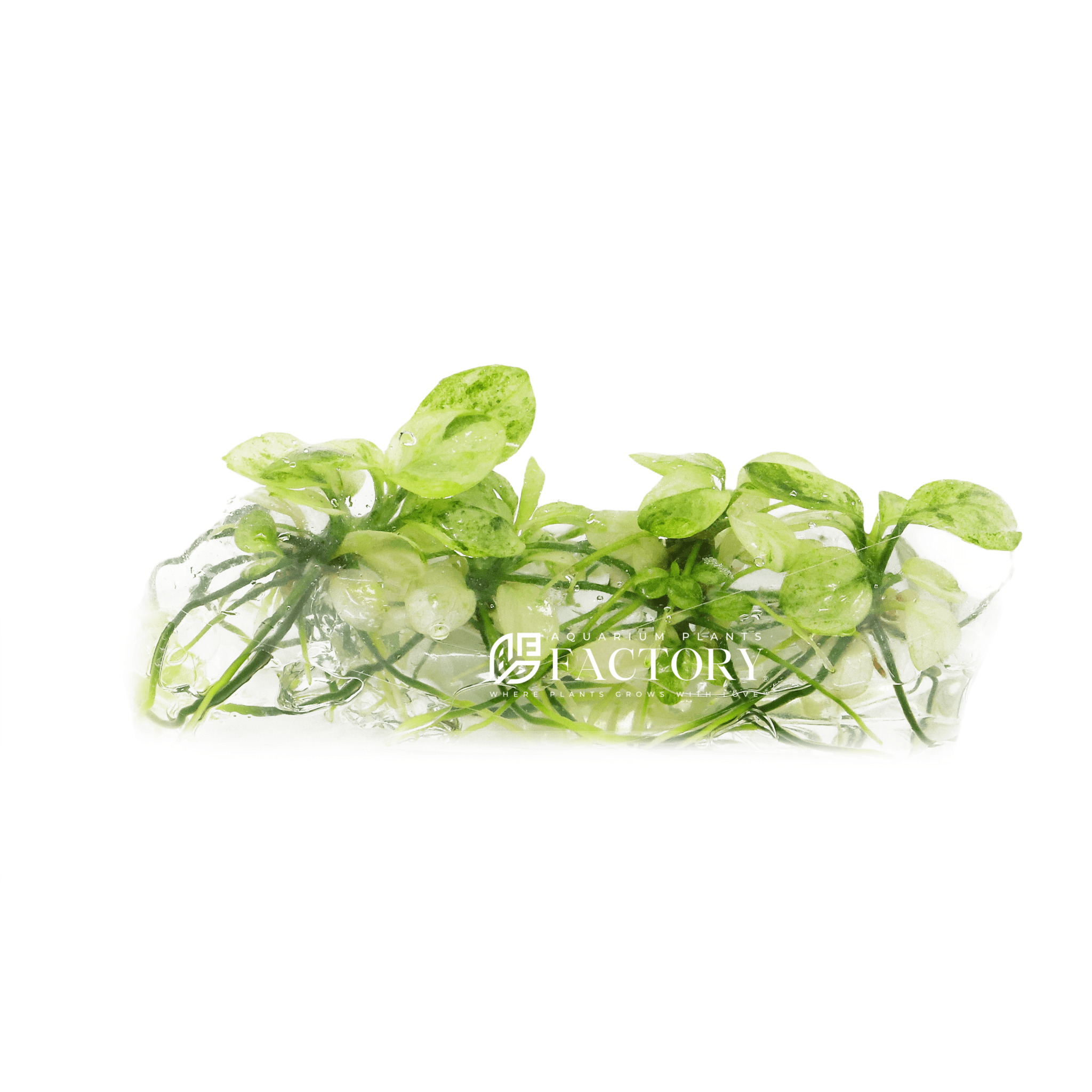 Anubias Petite Marble Snow White Tissue Culture | APF Aquarium Plants Factory®