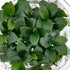 shrimp-safe-anubias-petite-vitro-culture-for-aquascape