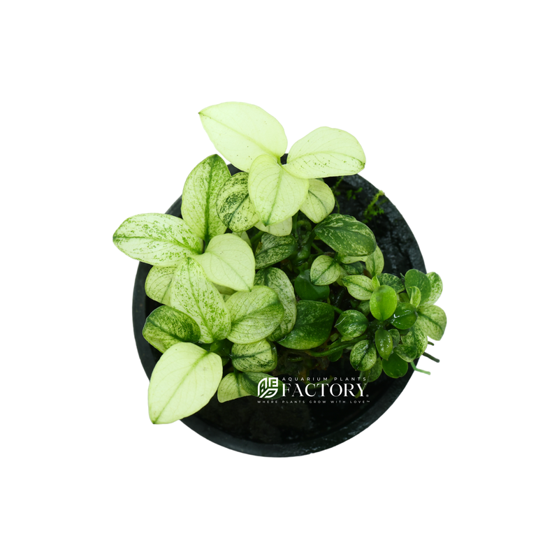 Anubias Petite White is a variety of the popular aquarium plant Anubias, which is native to Africa. As the name suggests, Anubias Petite White is a smaller version of Anubias with white variegated leaves. It is a slow-growing plant that can thrive in low-light conditions and is often used in aquariums as a midground or foreground plant.