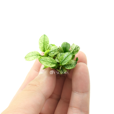 Anubias Petite While is a beautiful and elegant Anubias species. This kind of Anubias is extremely rare in the market, therefore the prices are often very high compared to the regular Anubias species.