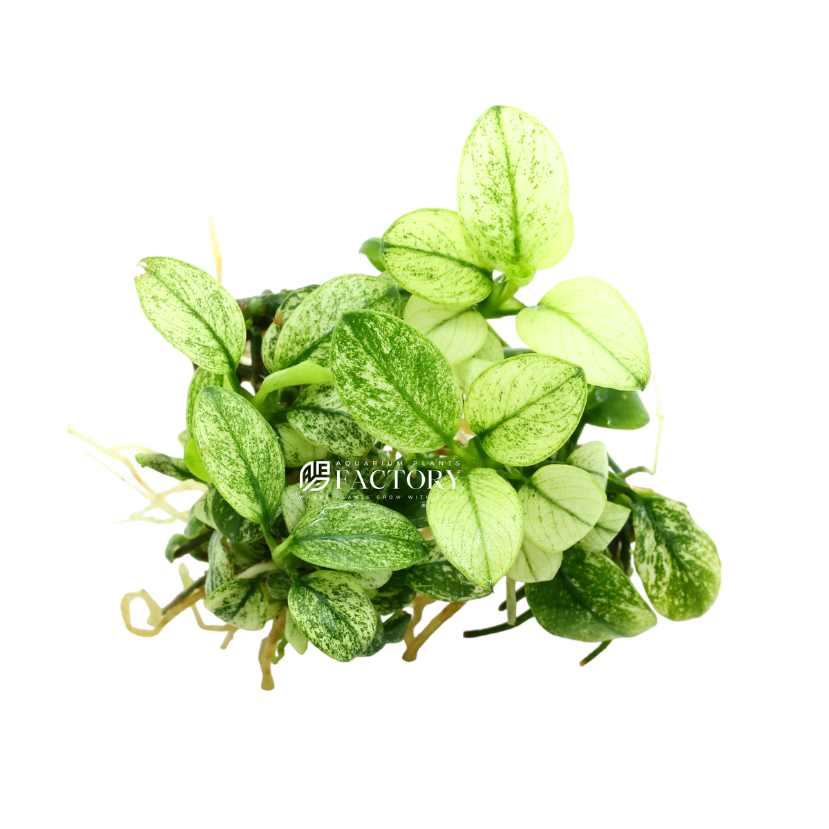 Anubias Petite White aquarium plant, photo 2