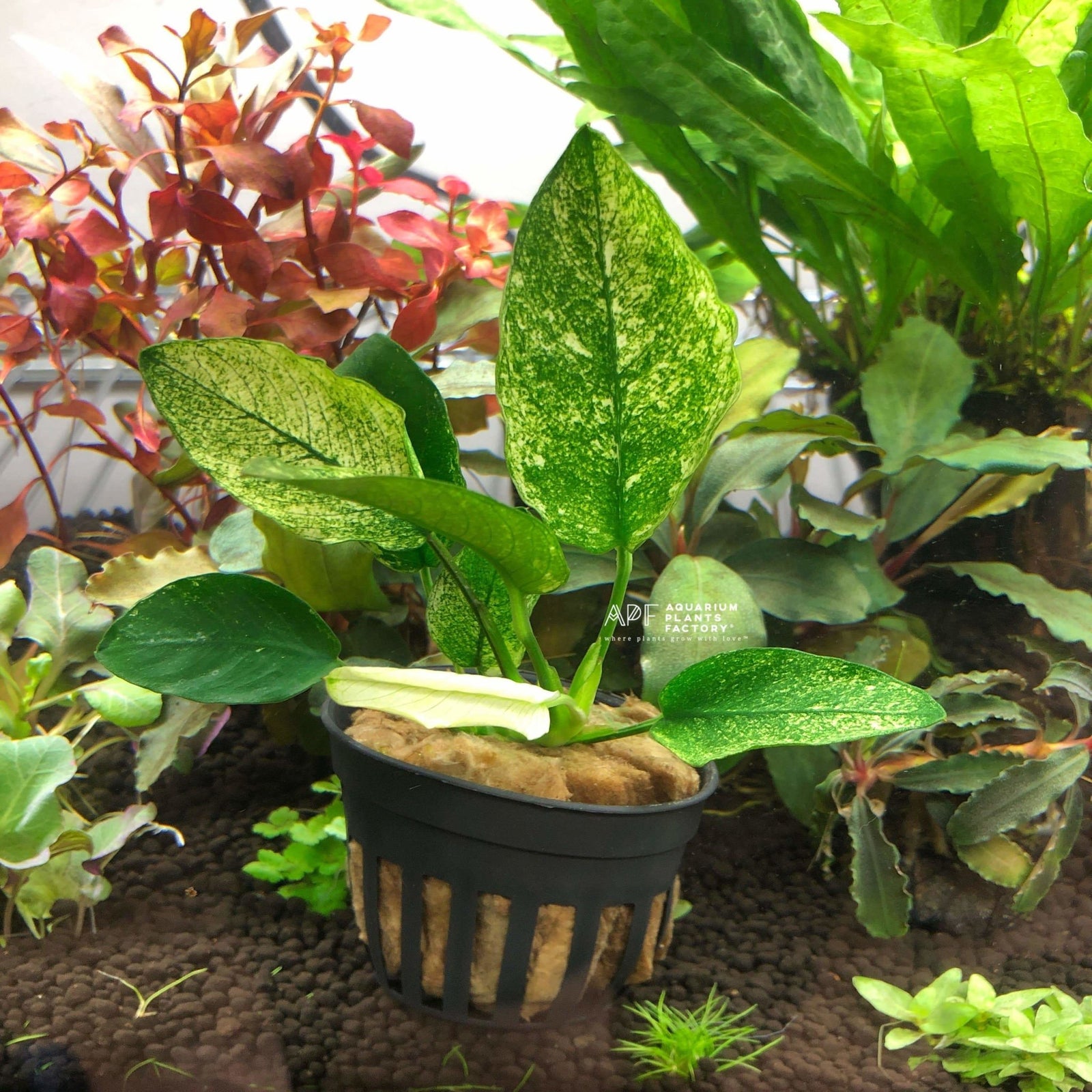 Anubias Pinto Potted APF Aquarium Plants Factory