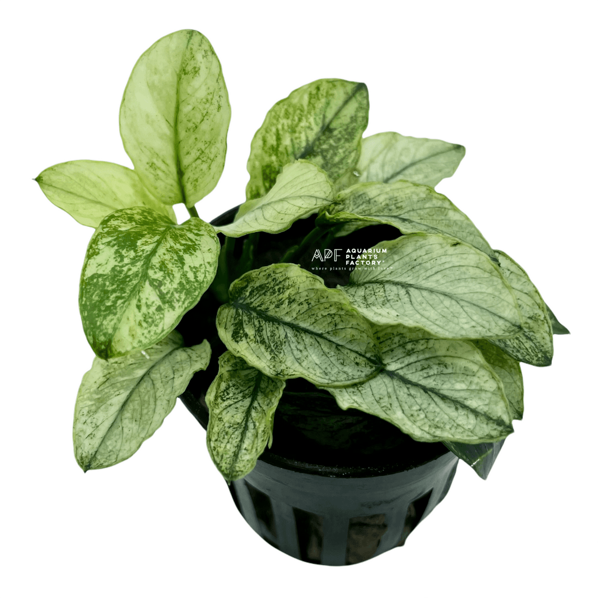 Anubias barteri var. nana 'Pinto'