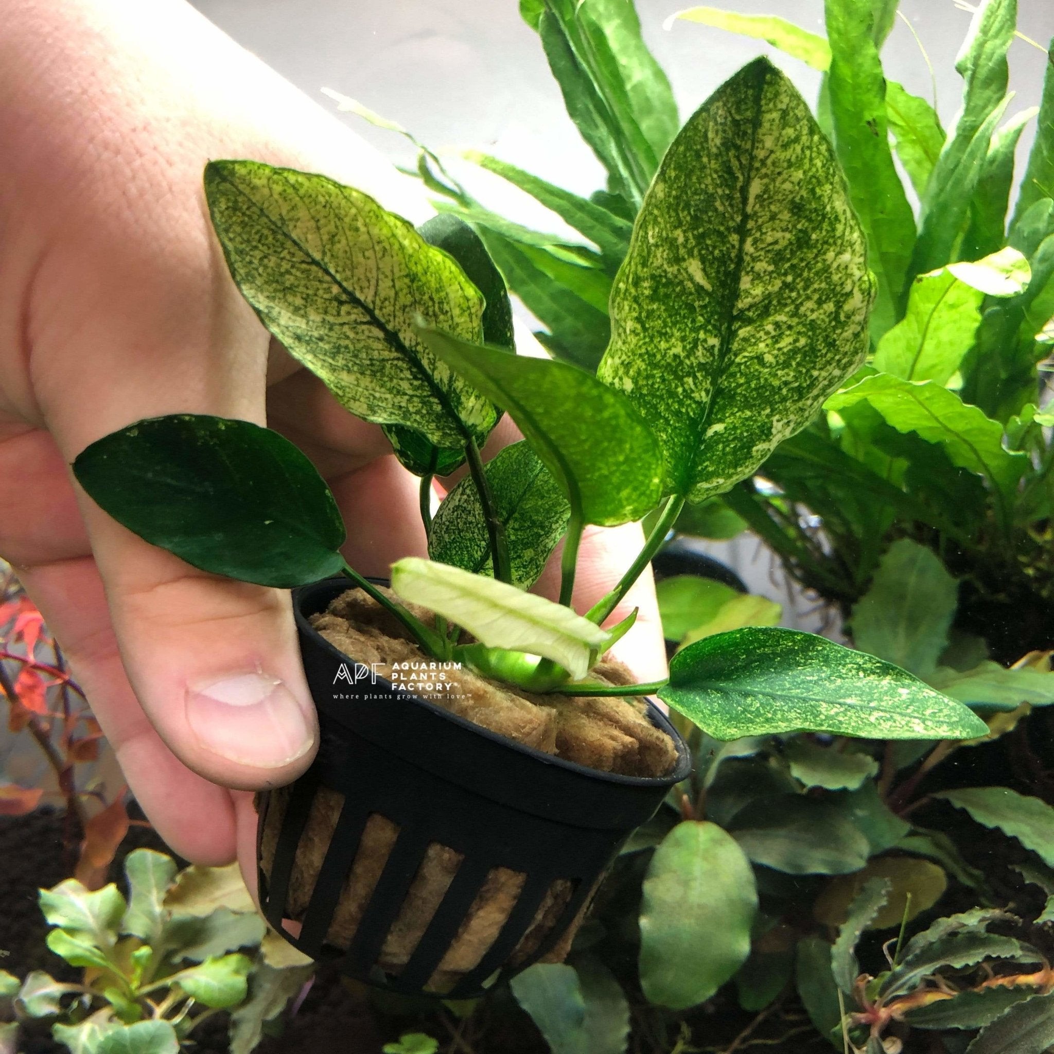 Anubias Pinto - Aquarium Plants Factory