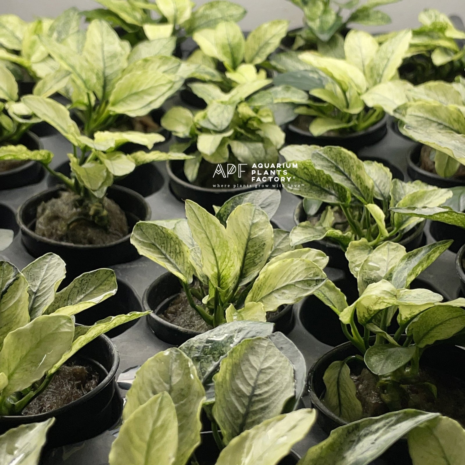 Anubias Pinto - Aquarium Plants Factory