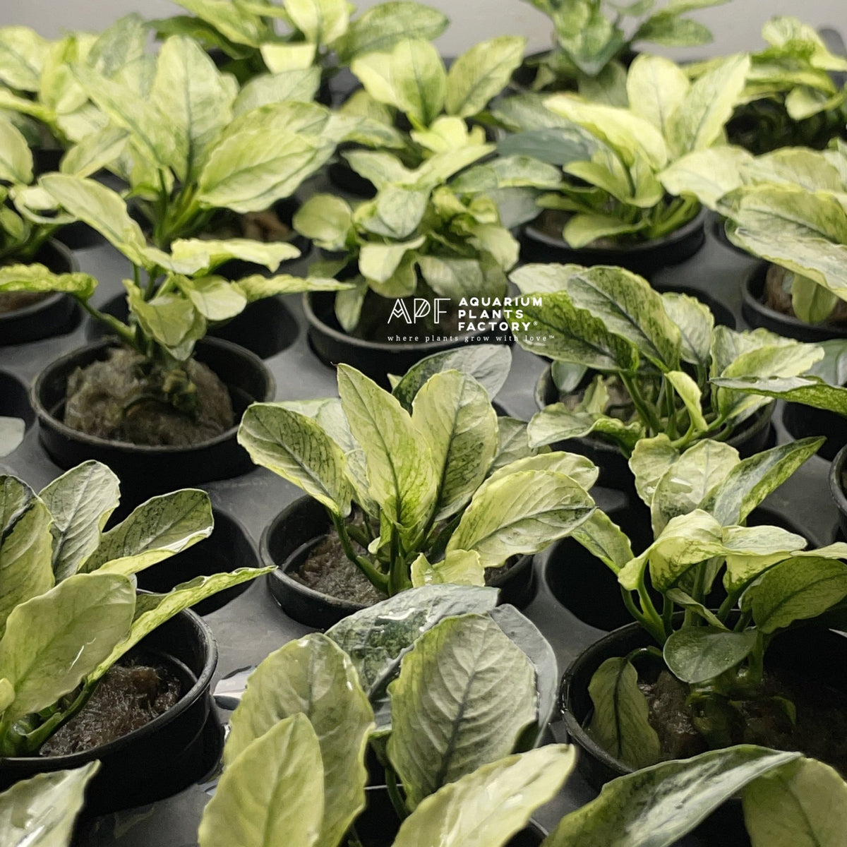 Anubias Pinto, photo 7