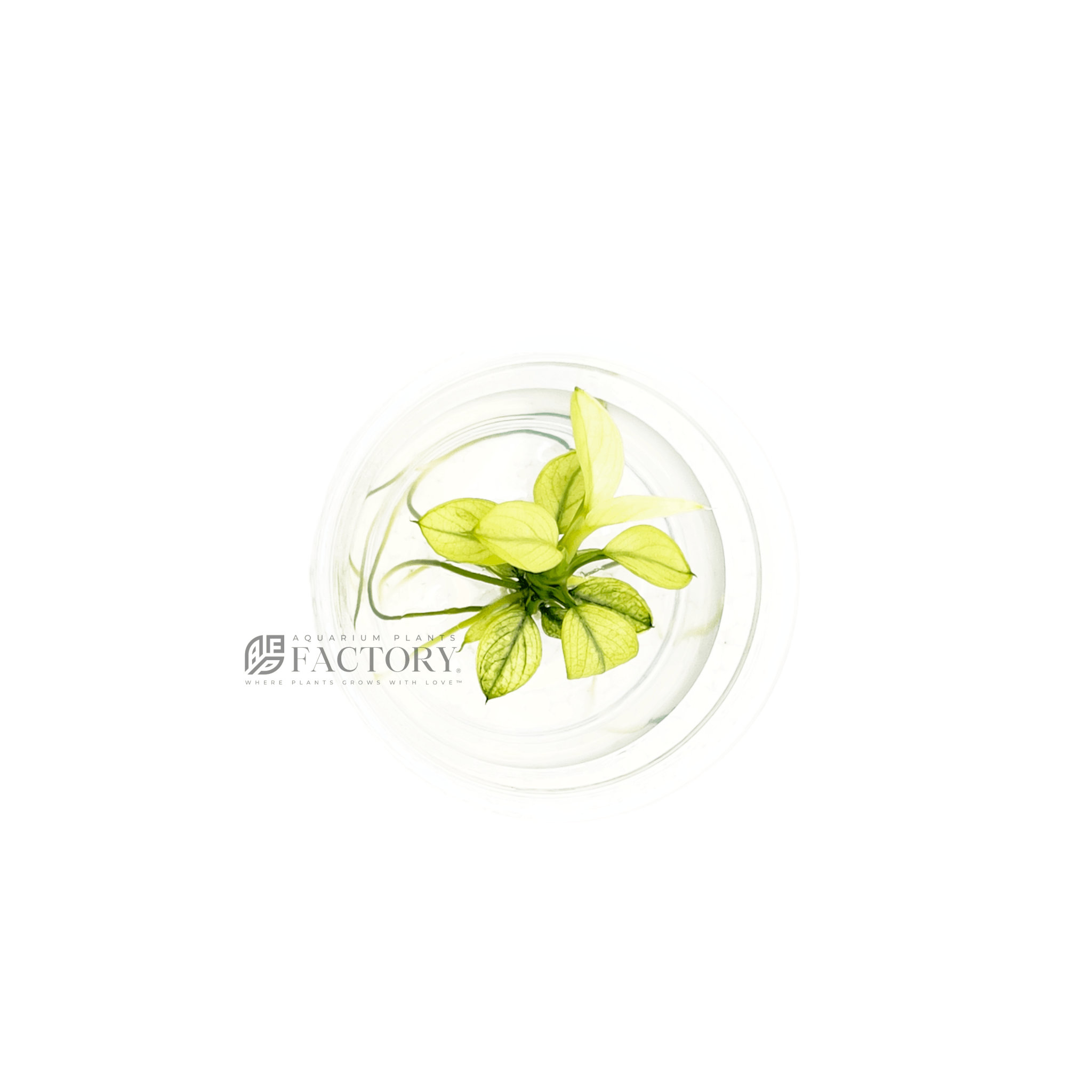 Anubias Pinto Mini in vitro, tissue culture cup