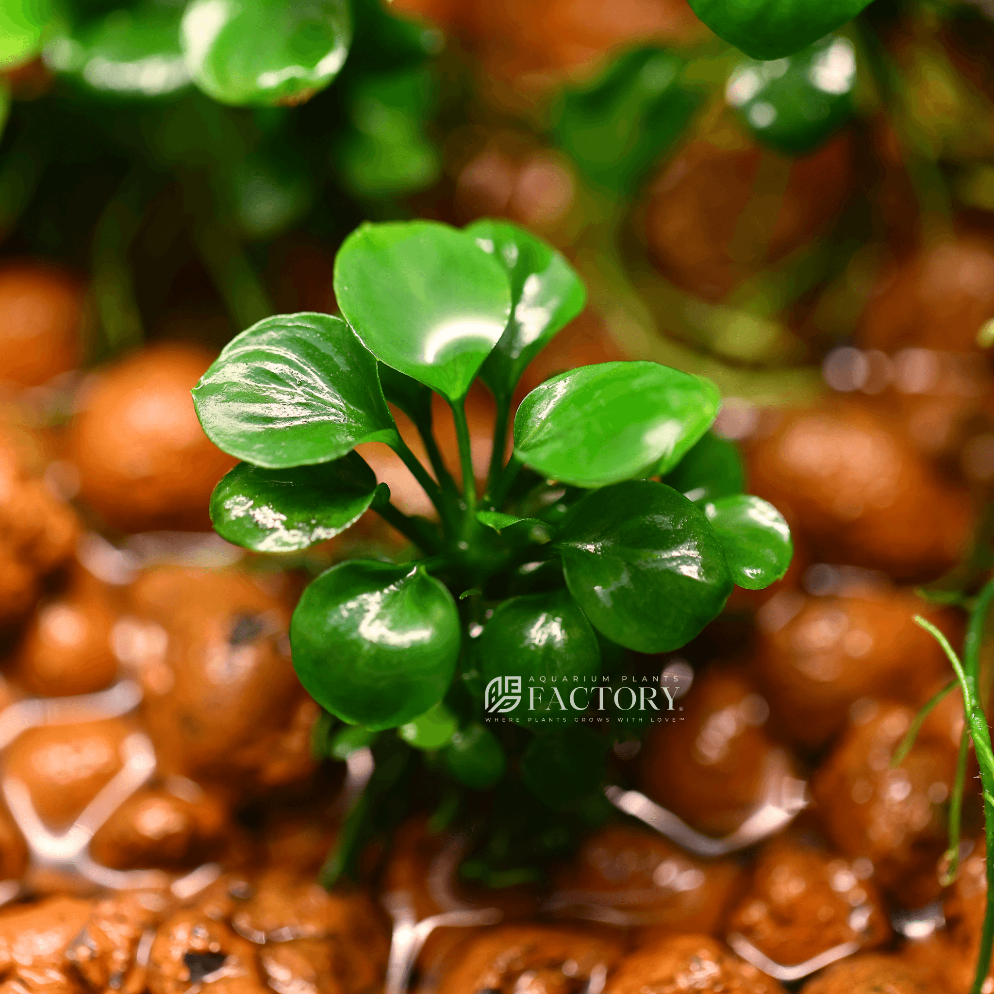 Anubias barteri var. Golden Coin APF Aquarium Plants Factory®