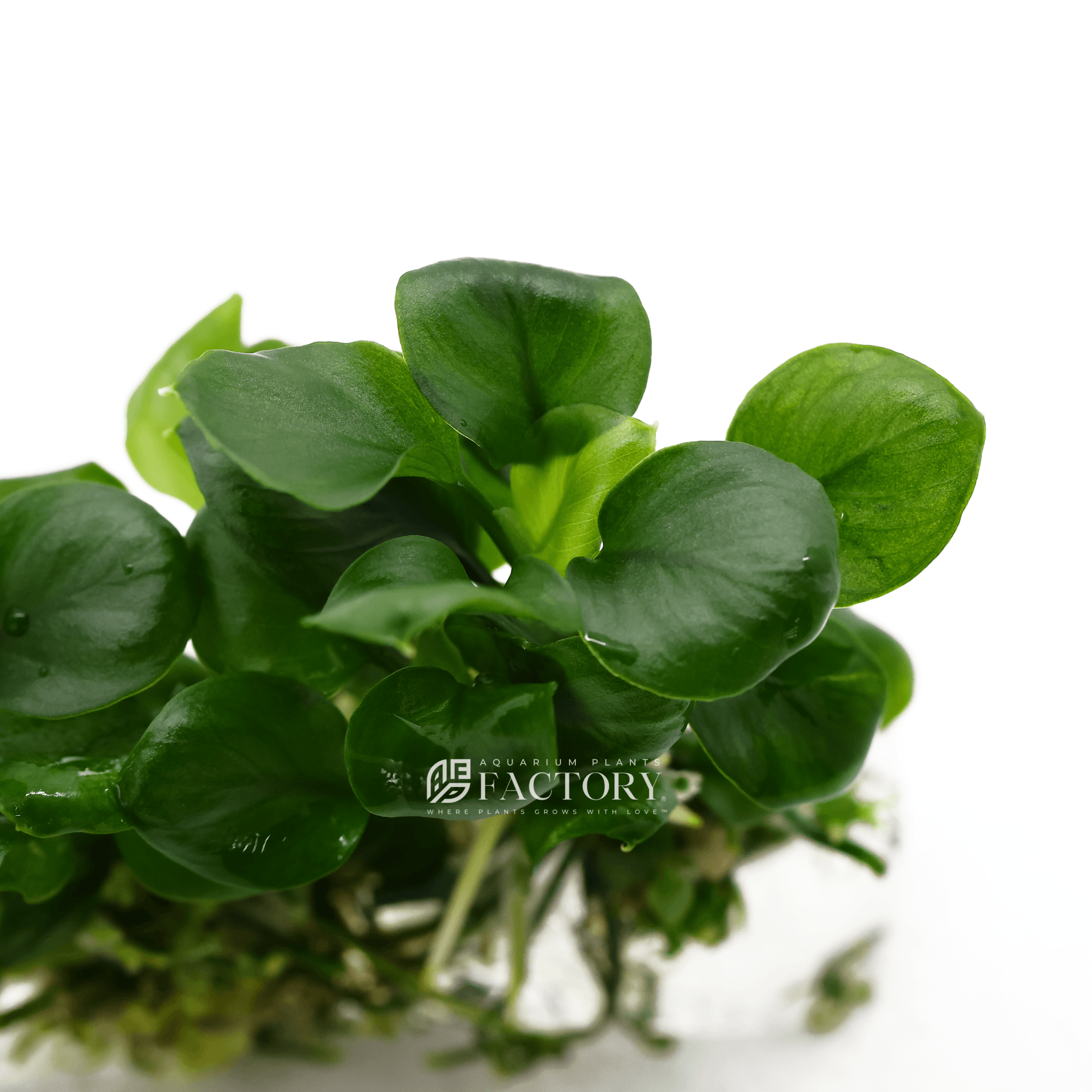 Anubias Round / Golden Coin Tissue Culture APF Aquarium Plants Factory