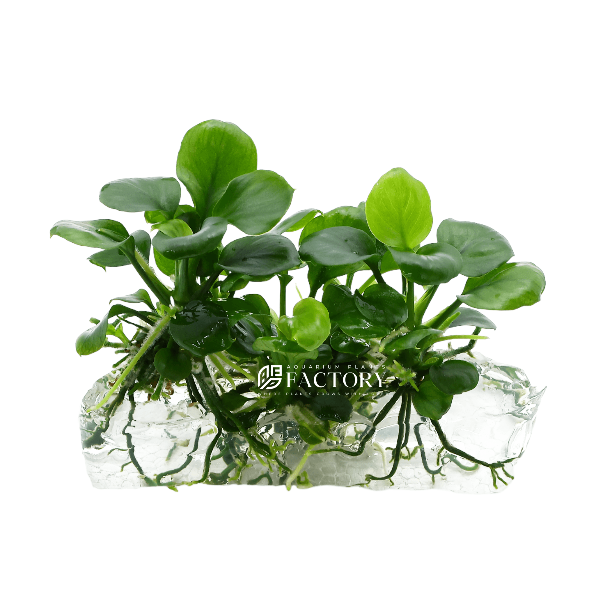 Anubias Round / Golden Coin Tissue Culture APF Aquarium Plants Factory