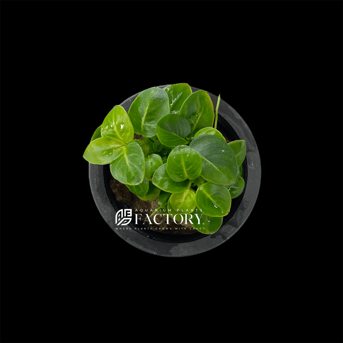 Anubias Stardust Mini live aquarium plant, view 2
