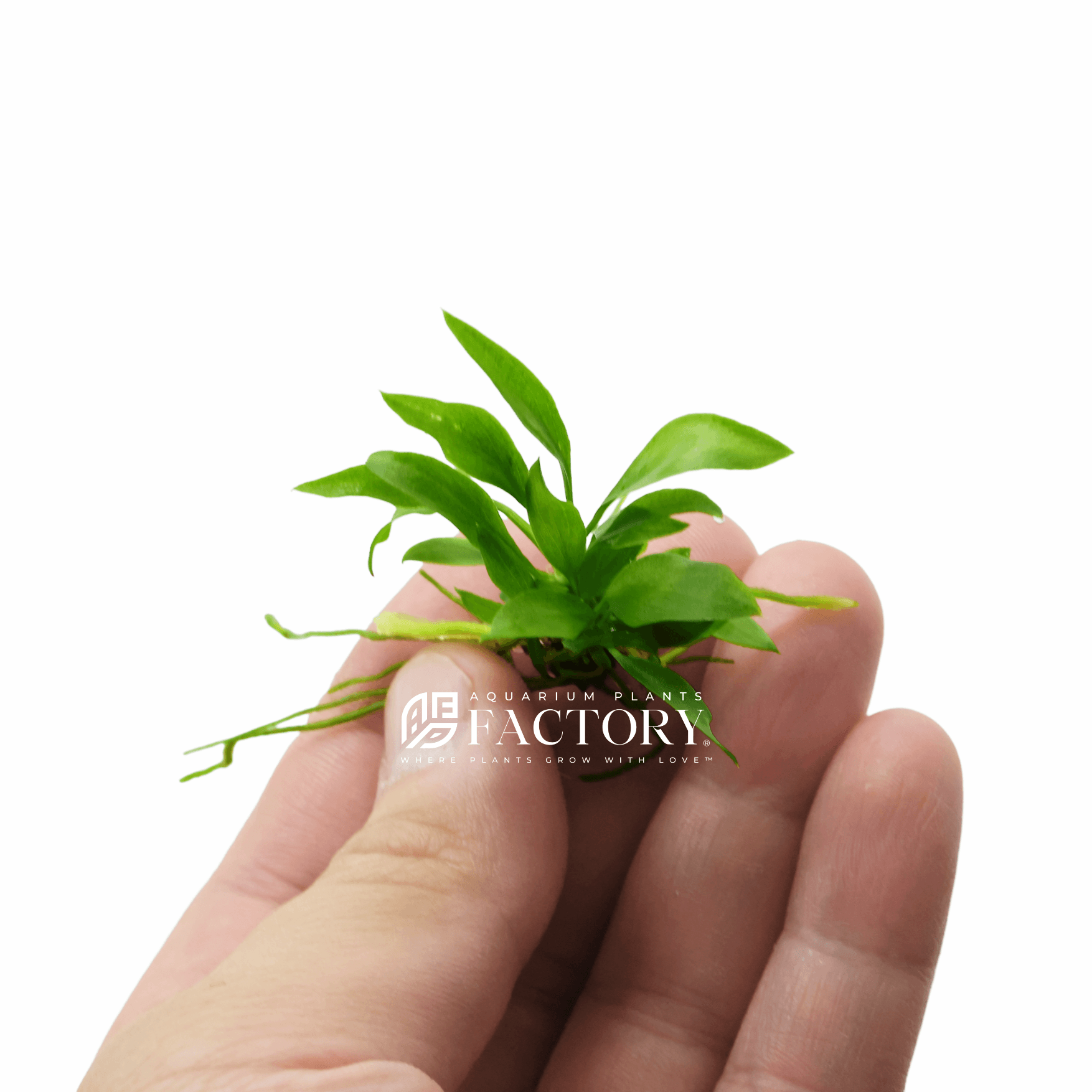 Anubias Striped Mini Size Aquarium Plants Factory®