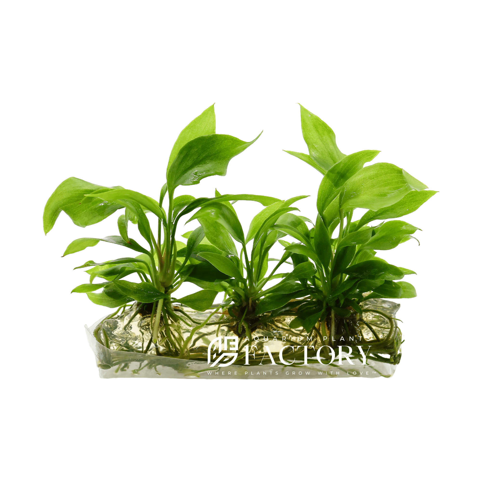 Anubias Barteri Striped in Vitro Tissue Culture Rare Aquarium Plants Factory