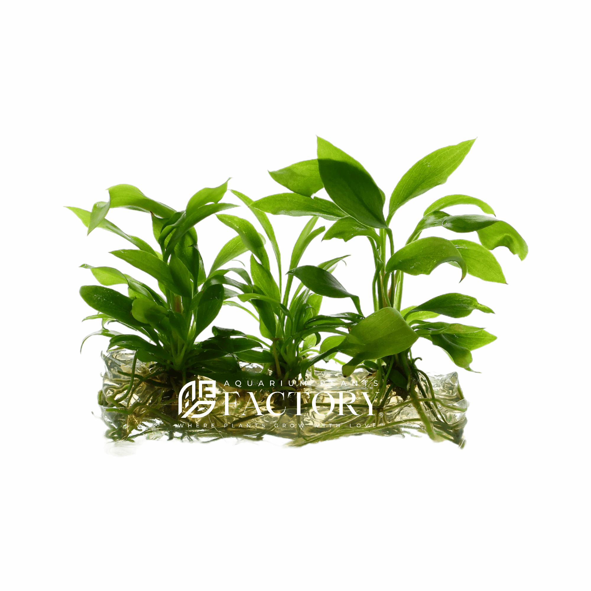 Anubias Barteri Striped Tissue Culture Aquarium Plants Factory®